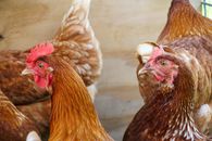 Brown Hens Heads