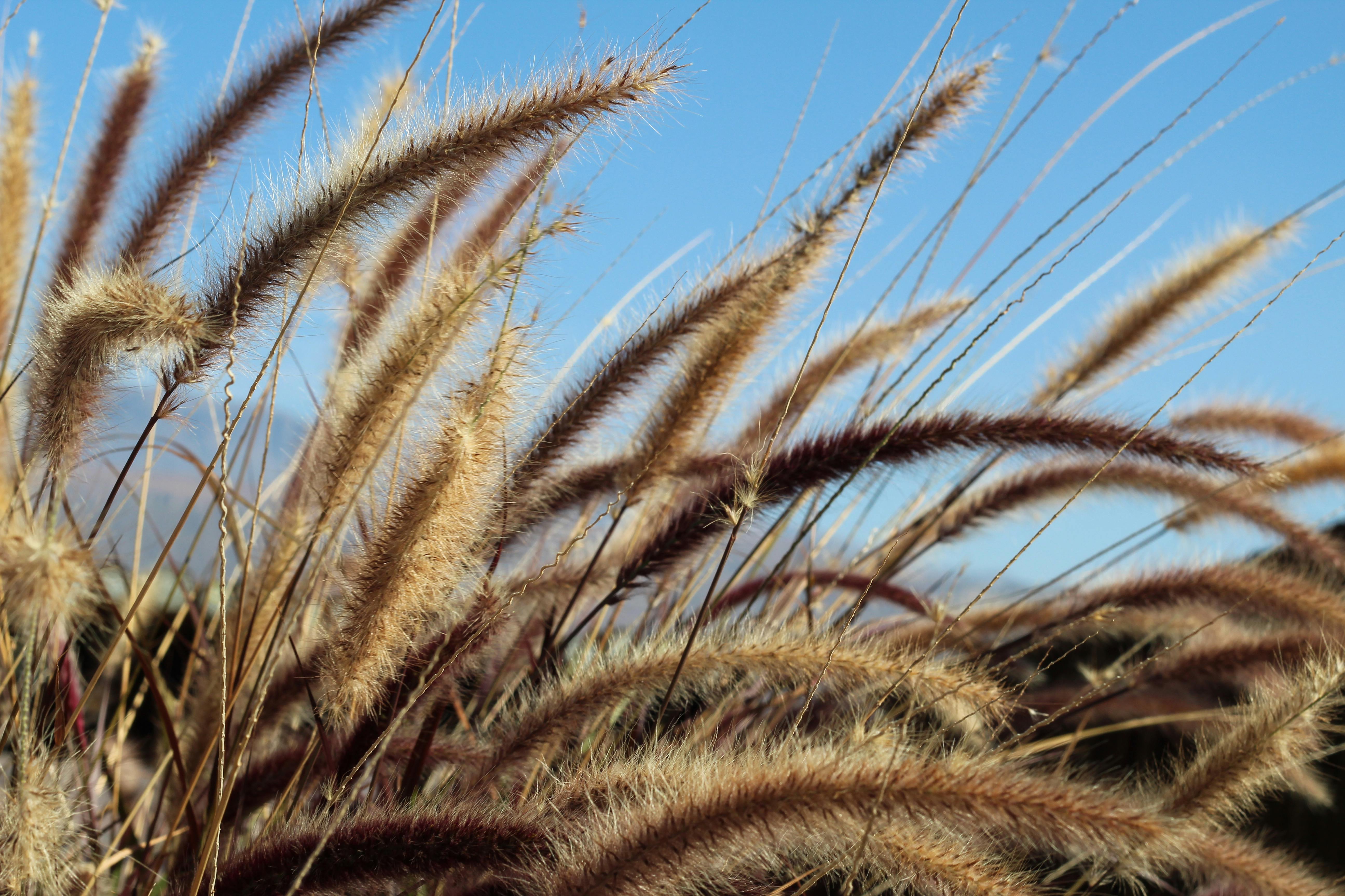 free-stock-photo-of-wheat-wheat-field-wheat-grass