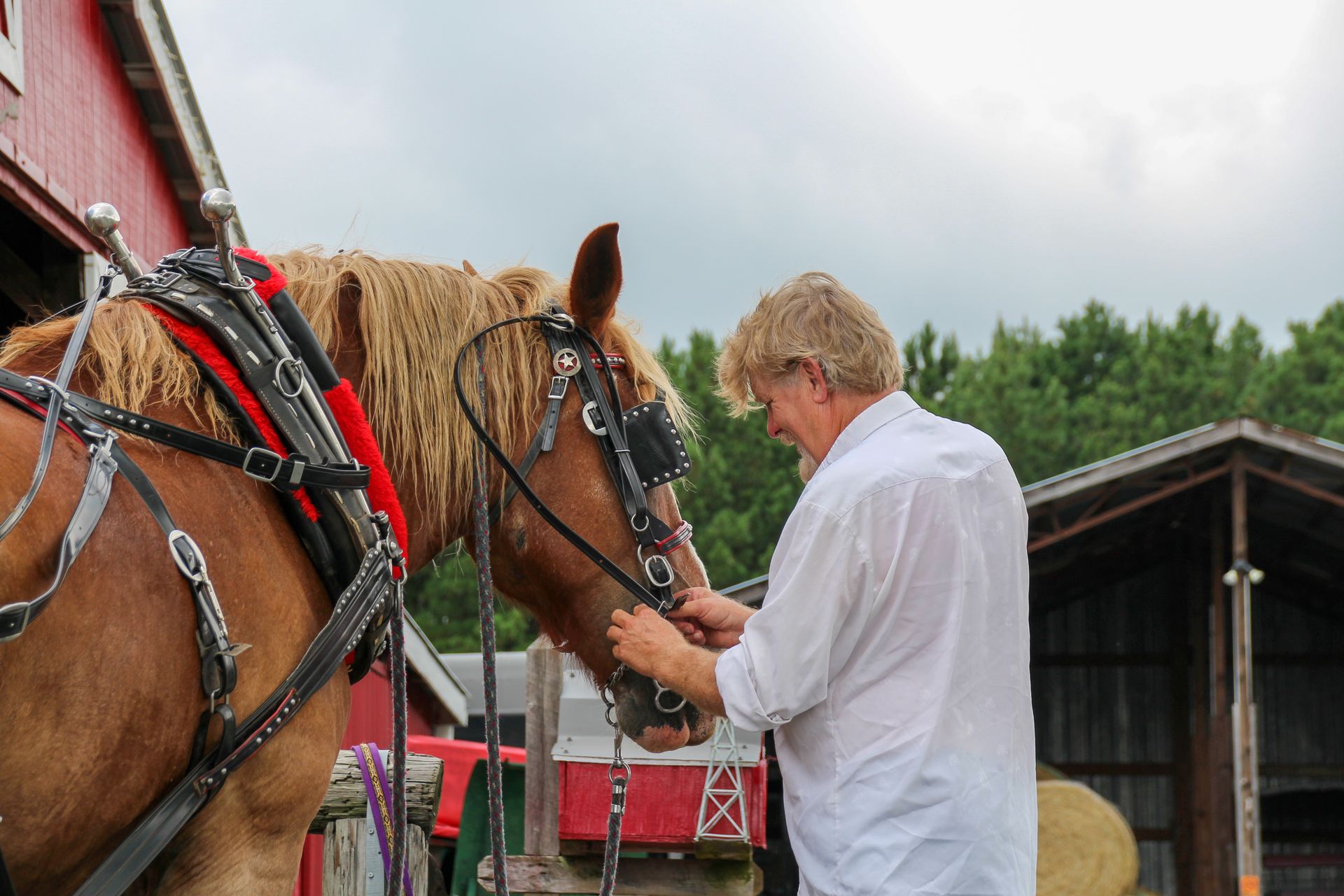 A farmer tending to a harnessed horse outdoors at a rural farm setting.