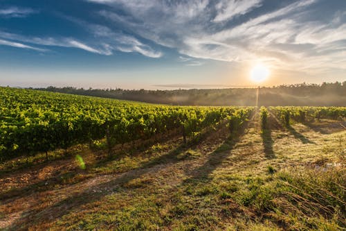 gratis Landbouwgrond Tijdens Zonsondergang Stockfoto