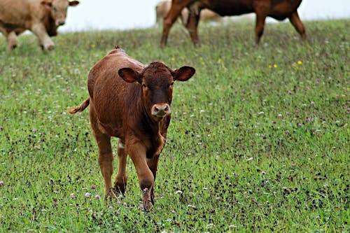 Bruine Koe In Groen Bladgras Overdag