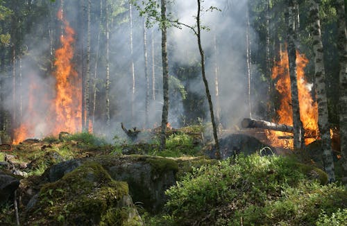 Free Forest on Fire Stock Photo