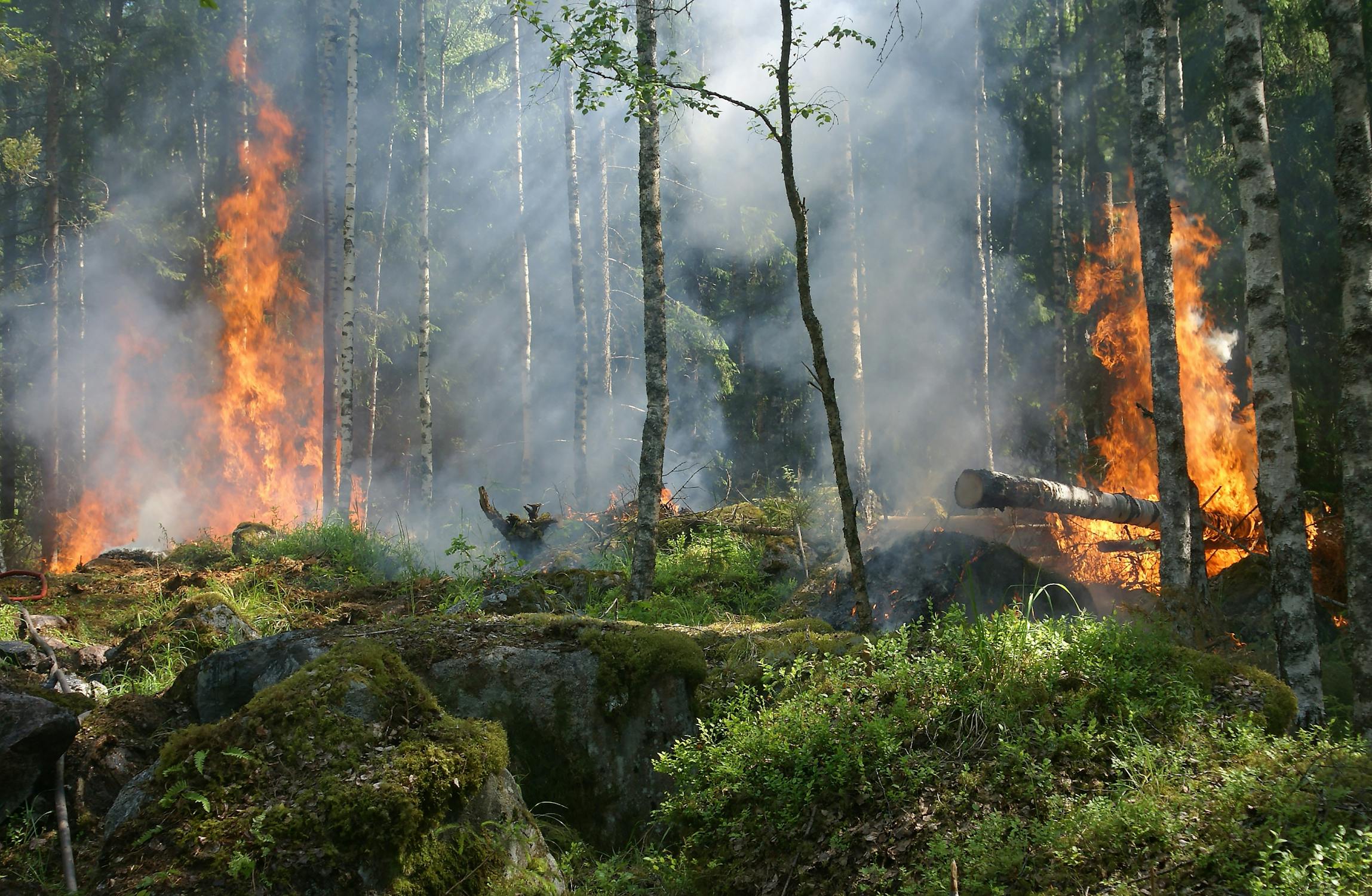 curso extinción incendios forestales online