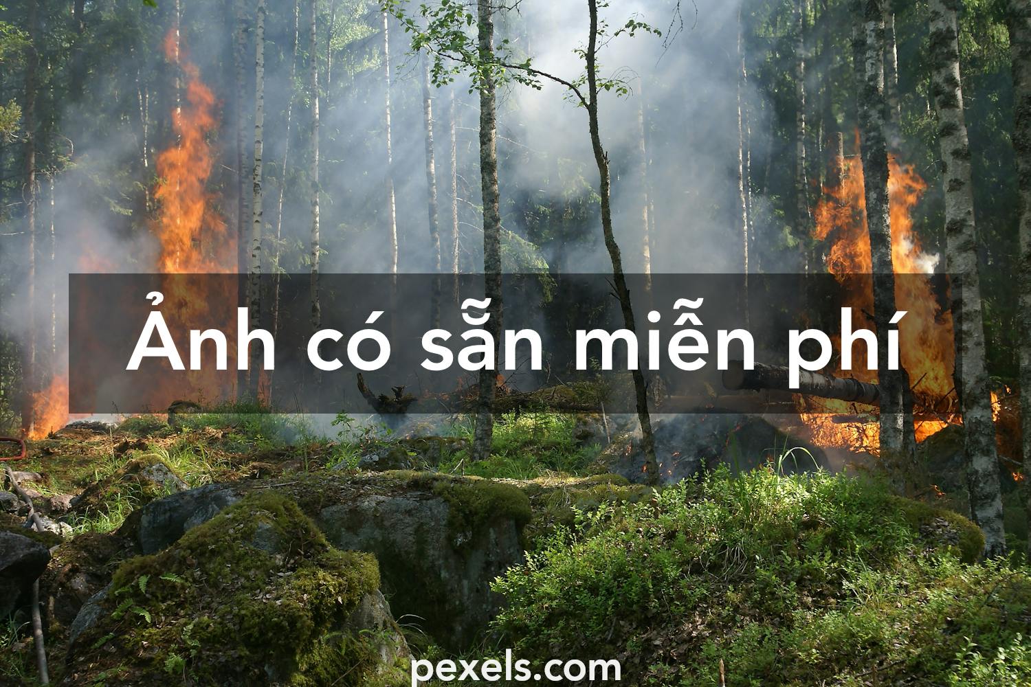 70.000+ ảnh đẹp nhất về Cháy Rừng · Tải xuống miễn phí 100% · Ảnh ...