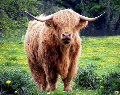 免費 站立在綠草領域的布朗公牛在白天攝影 圖庫相片