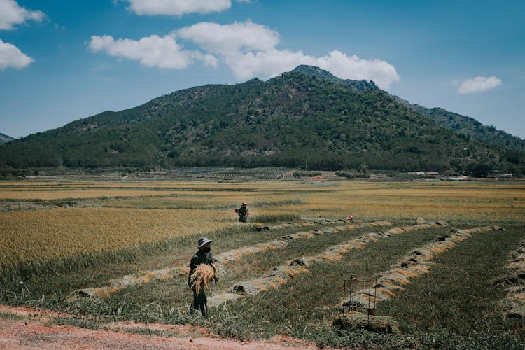 Farmers In A Rice Field Harvesting Crops