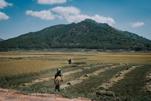 Free Farmers harvest rice in lush fields with mountains in the background on a sunny day. Stock Photo