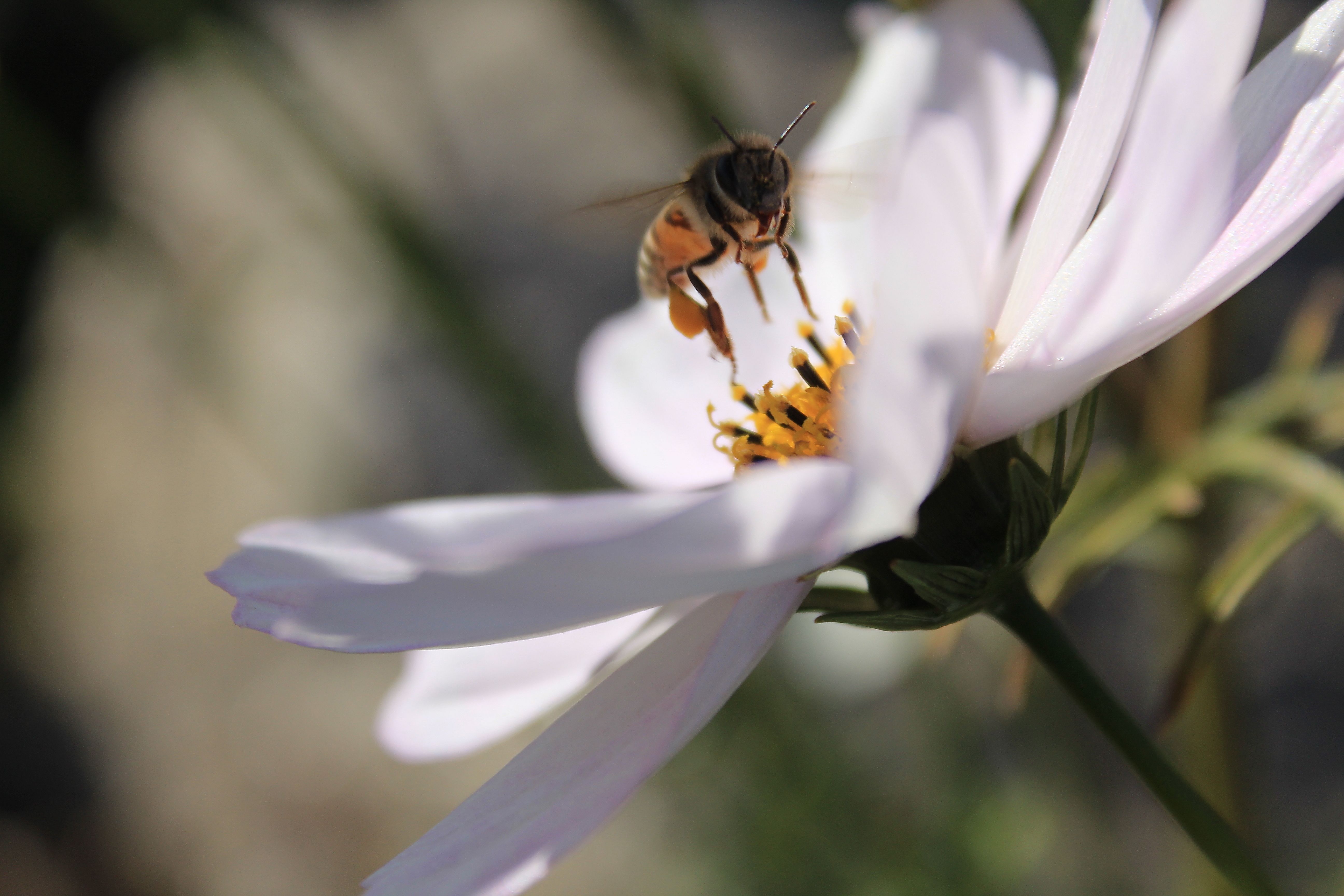 Free Stock Photo Of Beautiful Flowers Bee Honey Bee