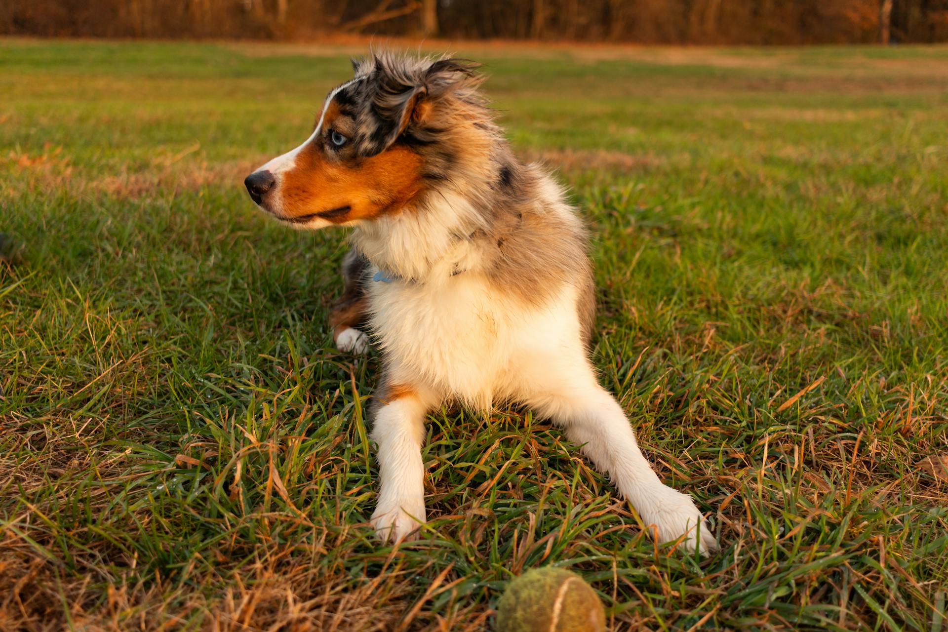 A Dog on the Grass