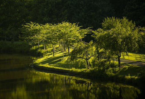 白天，湖滨树木的倒影在水中呈现出宁静的景观