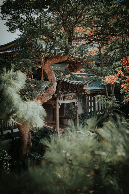 Free Explore a tranquil Buddhist temple surrounded by vibrant foliage in Pleiku, Vietnam. Stock Photo