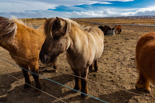 Foto d'estoc gratuïta de animals, camp, cavalls islandesos
