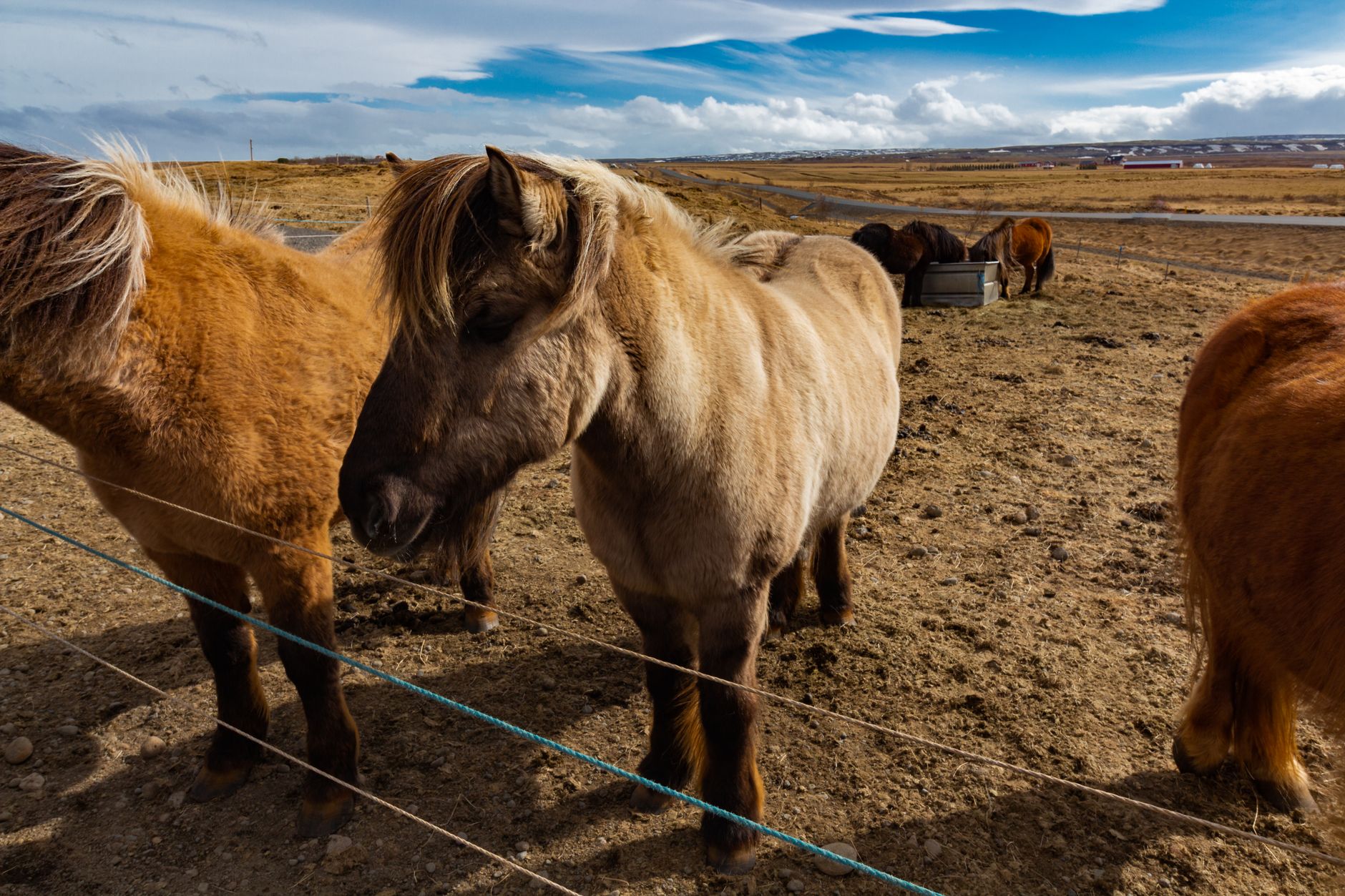 Working sheep farm with converted guesthouse in south Iceland