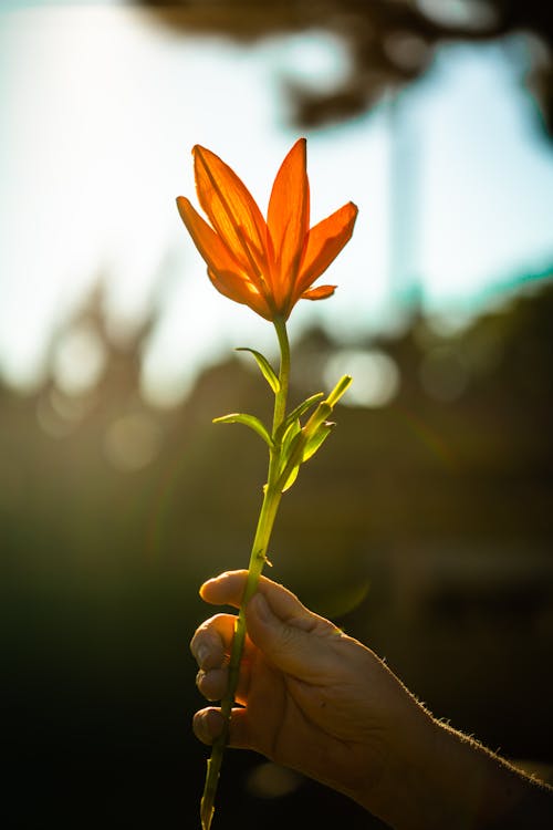 Gratis stockfoto met achtergrond wazig, achtergrondlicht, bloeiend