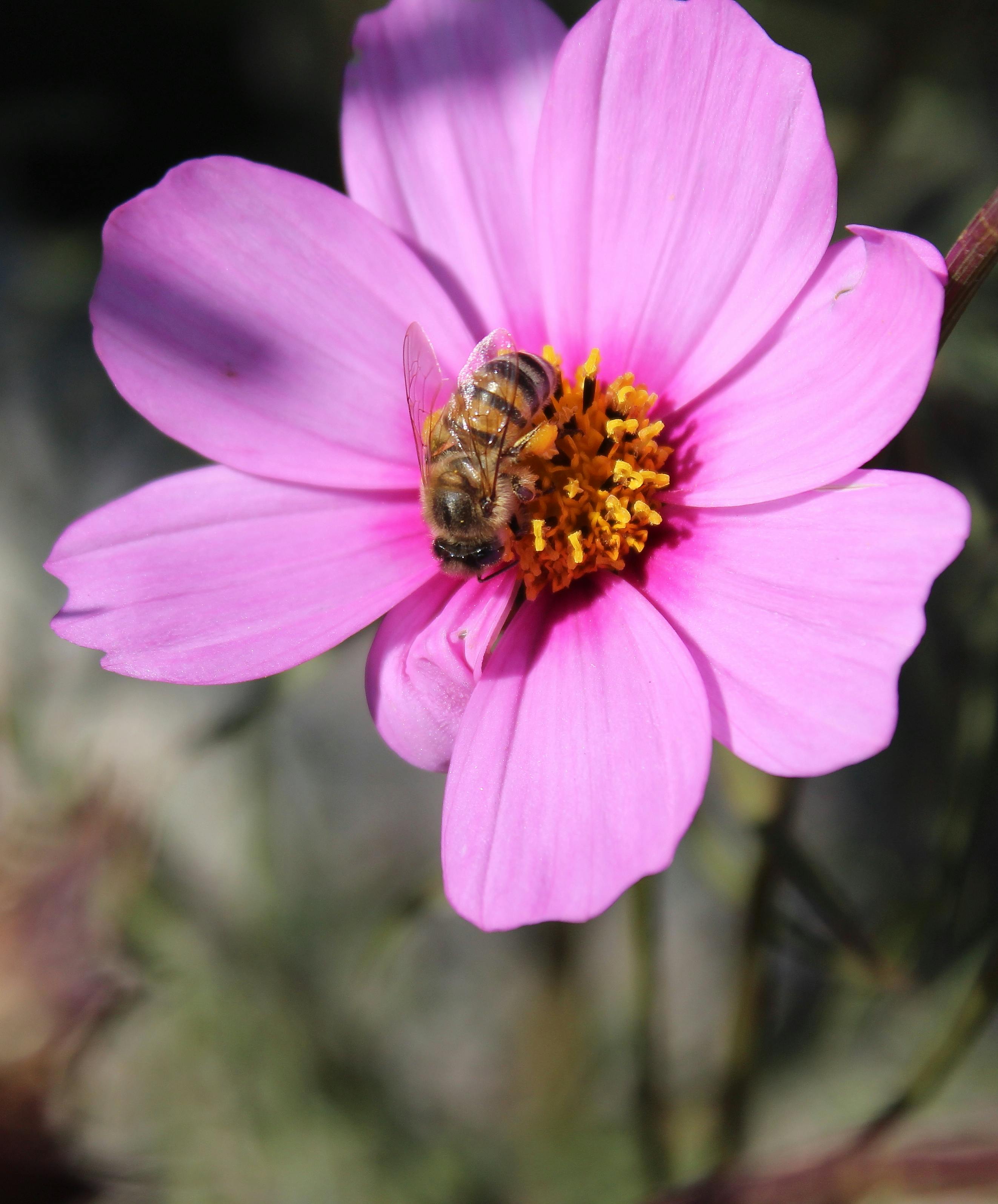 Free stock photo of bee, honey, honey bee