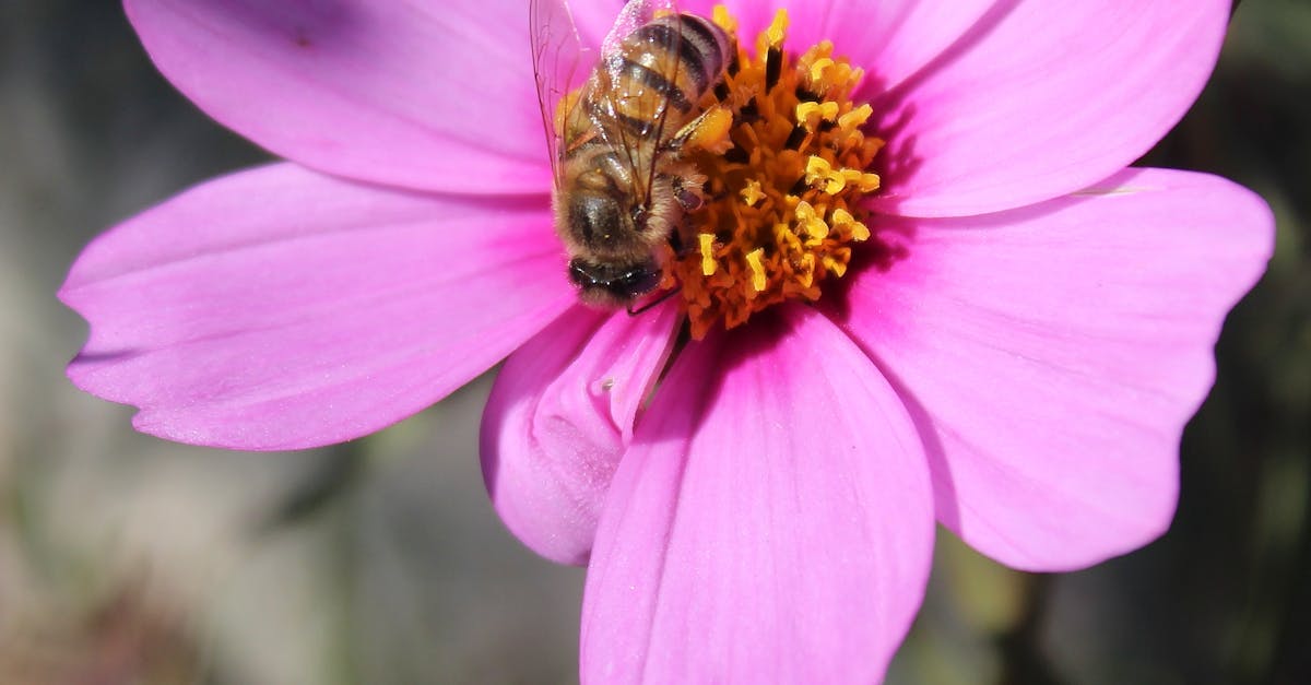 Free stock photo of bee, close -up, honey