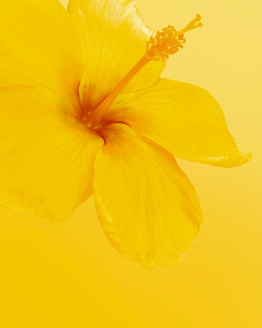 A stunning macro shot of a blooming yellow hibiscus flower against a matching background.