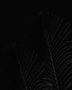Close-up of Black Palm Tree Leaves on Black Background