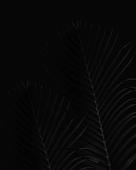 Close-up of palm leaves on a dark black background, creating a minimalist and natural aesthetic.
