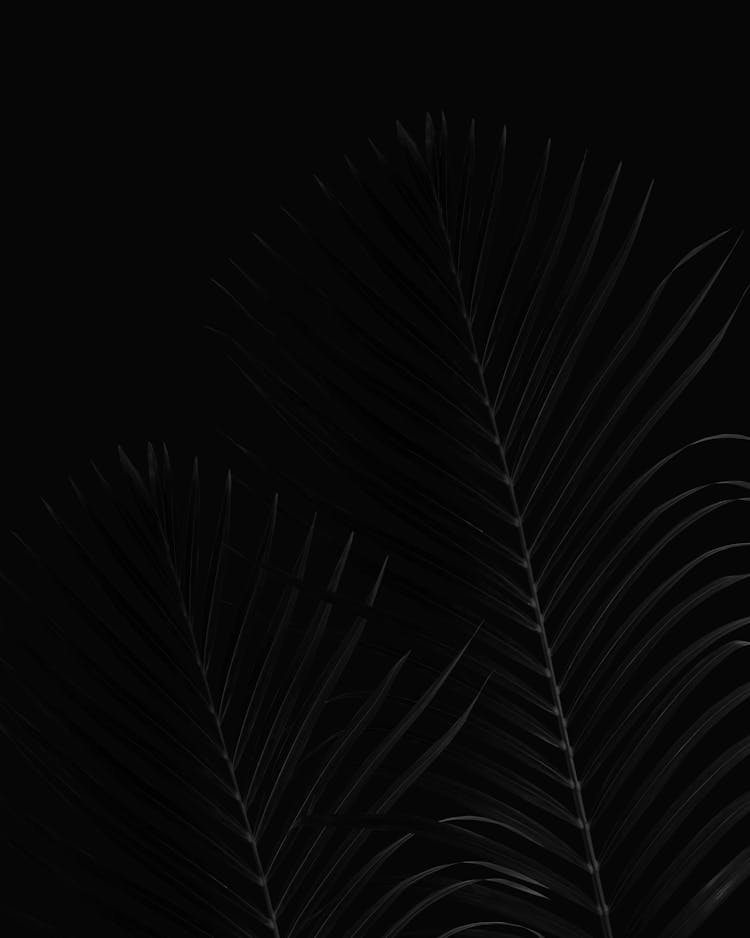 Close-up Of Black Palm Tree Leaves On Black Background