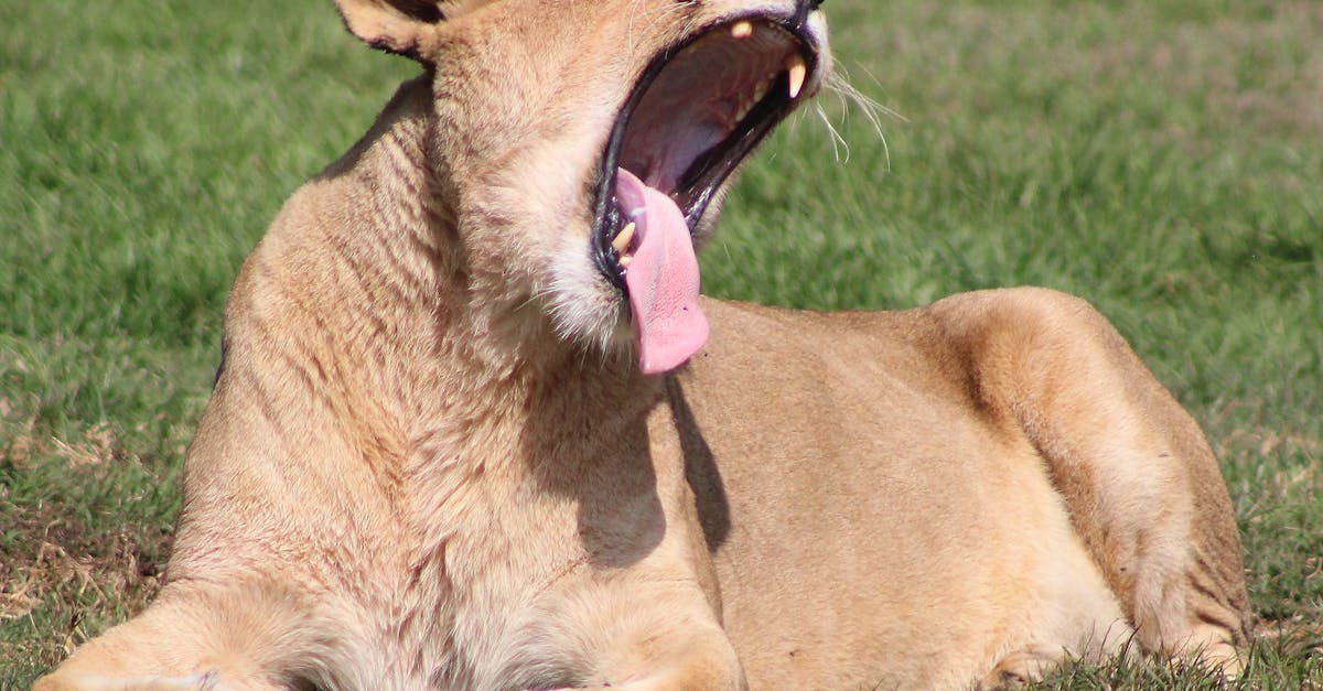 Free stock photo of female lion, lion yawning, lioness
