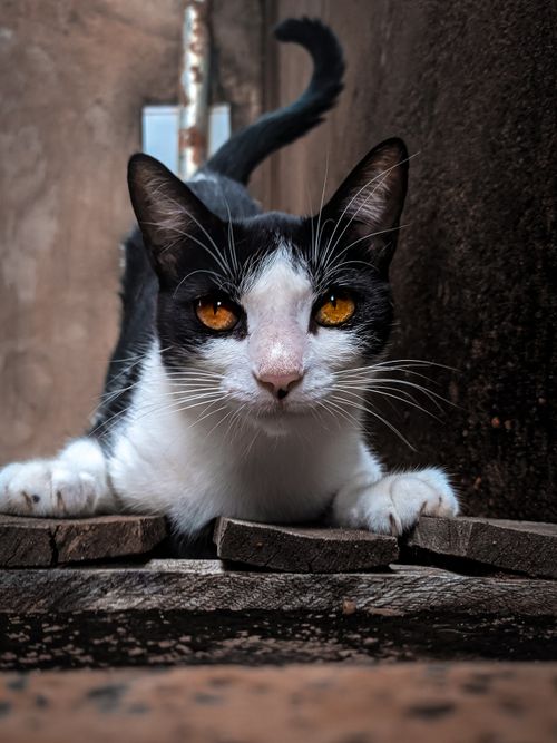 Free Charming close-up of a black and white cat with striking yellow eyes lying indoors. Stock Photo
