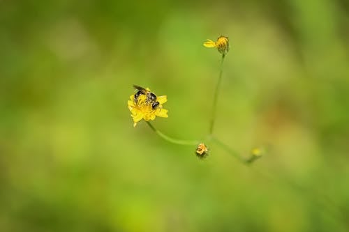 Macro of Bee Sitting on Flower