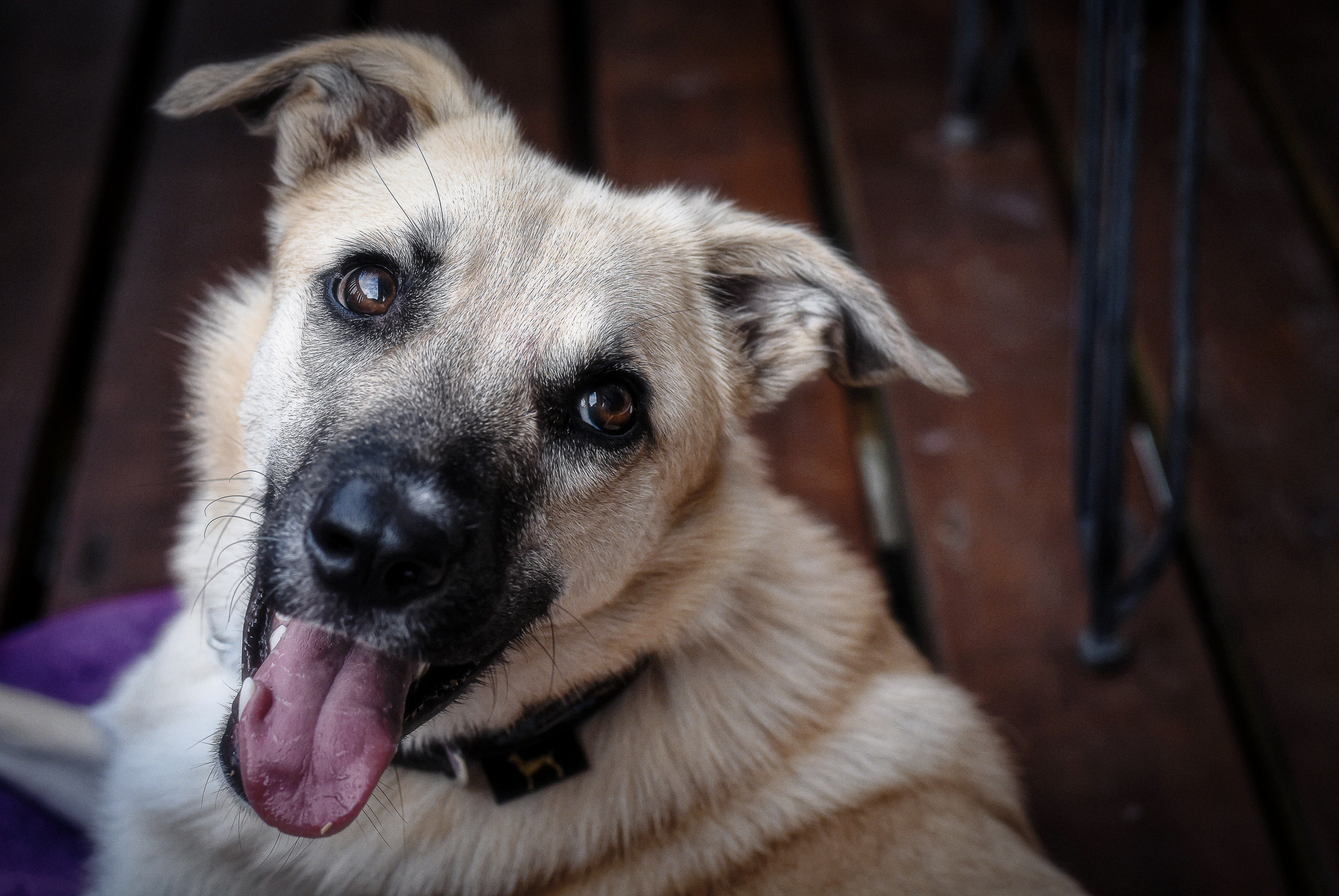 Brown Dog Laying on a Wooden Floor · Free Stock Photo