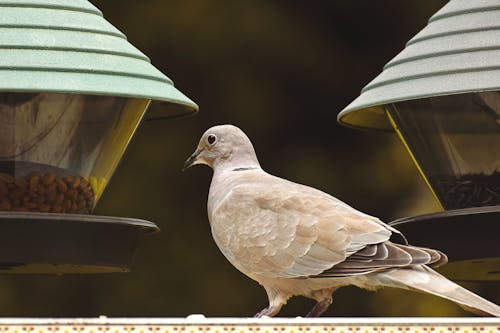 A Perched Pigeon In Close Up View