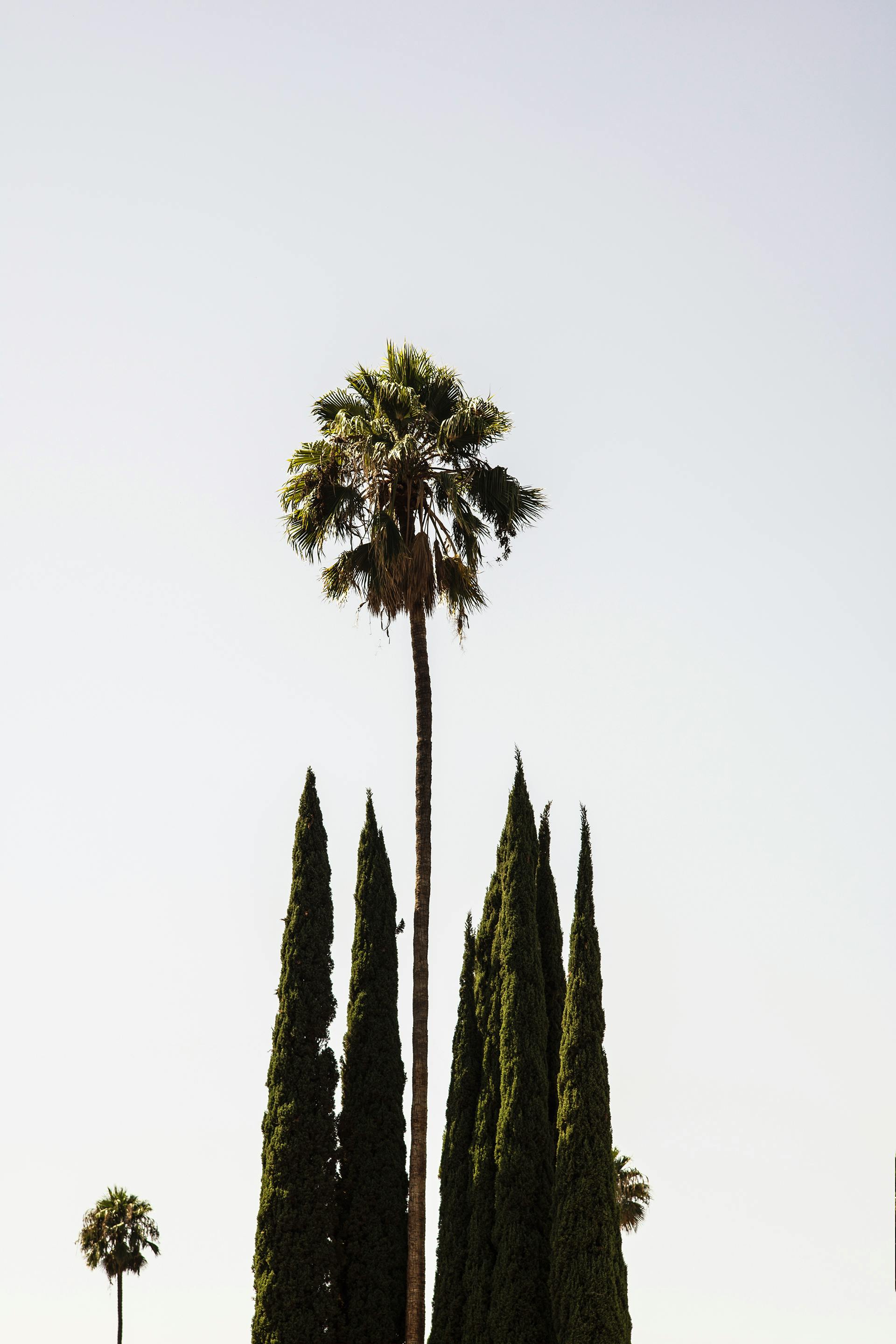 Minimalist photo of a tall palm tree beside cypress trees under a clear sky.
