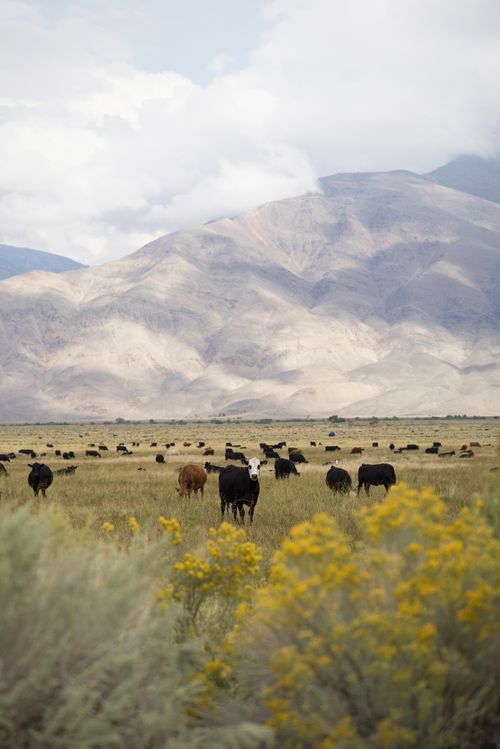 Free Cattle grazing peacefully in a mountain valley with vibrant wildflowers and towering peaks in the background. Stock Photo