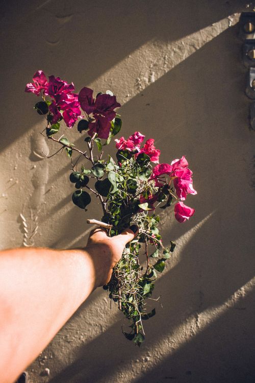 Free A hand holds vibrant bougainvillea flowers casting shadows on a sunlit wall. Stock Photo