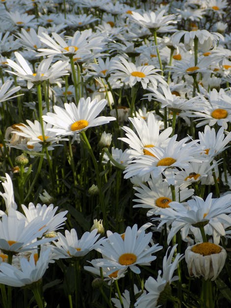 Free stock photo of african daisy, daisies, white flower