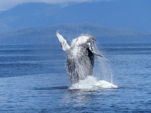 Black and White Dolphin on Body of Water during Daytime