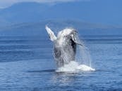 座头鲸冲破海面的镜头令人惊叹，背景是山脉