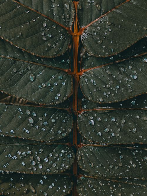 Free Vibrant close-up shot of water droplets on lush green leaves, perfect for nature and mobile wallpaper. Stock Photo