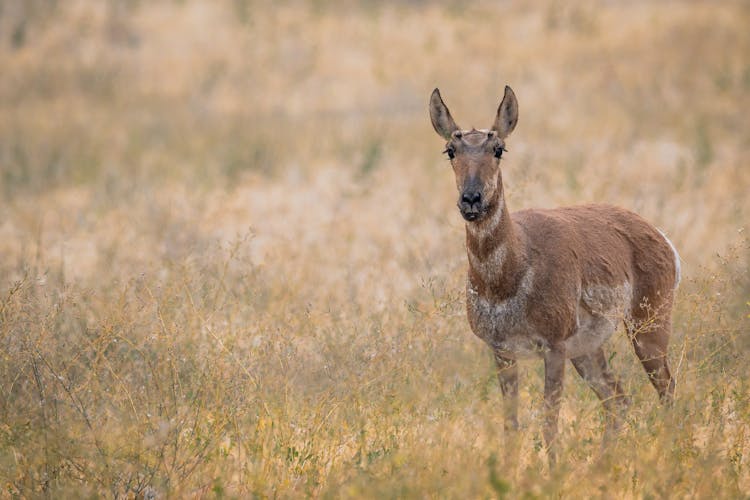 Graceful Pronghorn Antelope In Dry Meadow