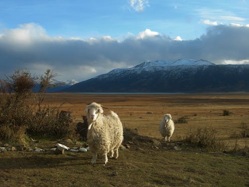 Sheep on a Grass Field with Mountain View