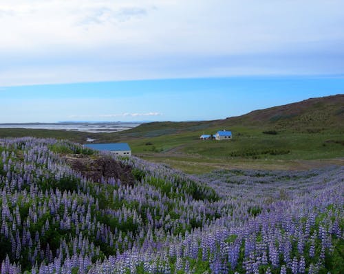 Beautiful Landscape of Lupines and Mountain Under White Clouds