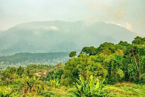 Základová fotografie zdarma na téma dešťový prales, džungle, fotografie přírody