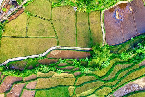 Bird's-eye view of Rice Fields