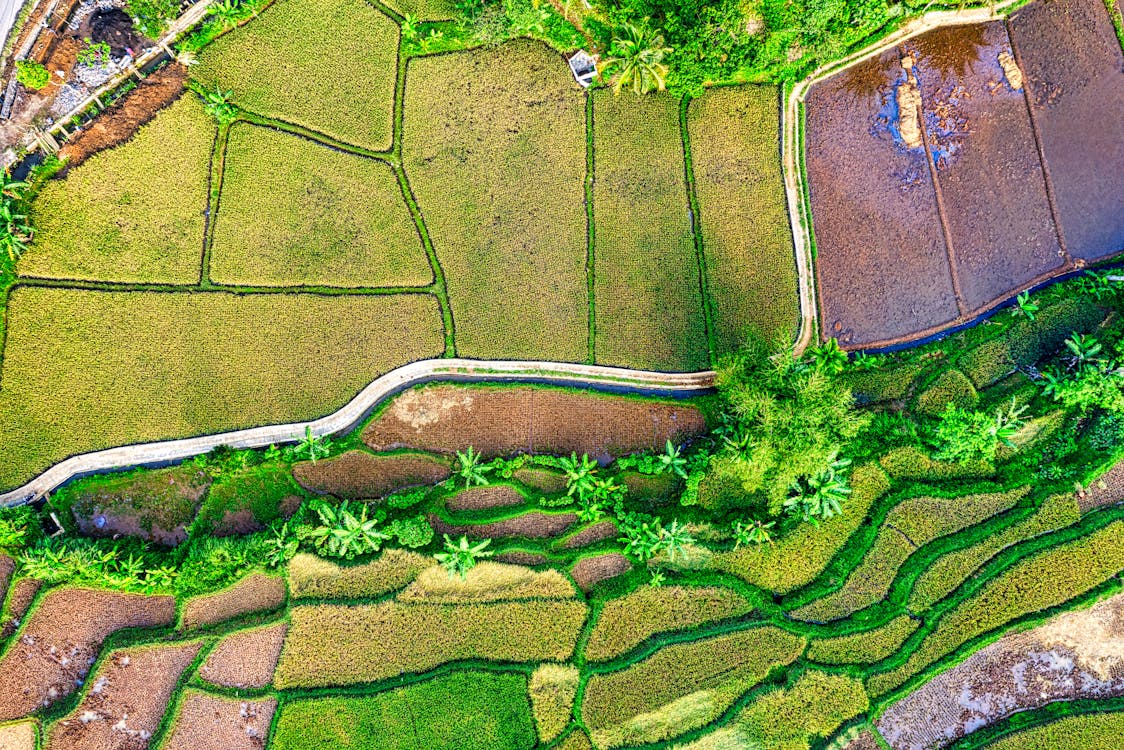 Bird's-eye view of Rice Fields · Free Stock Photo