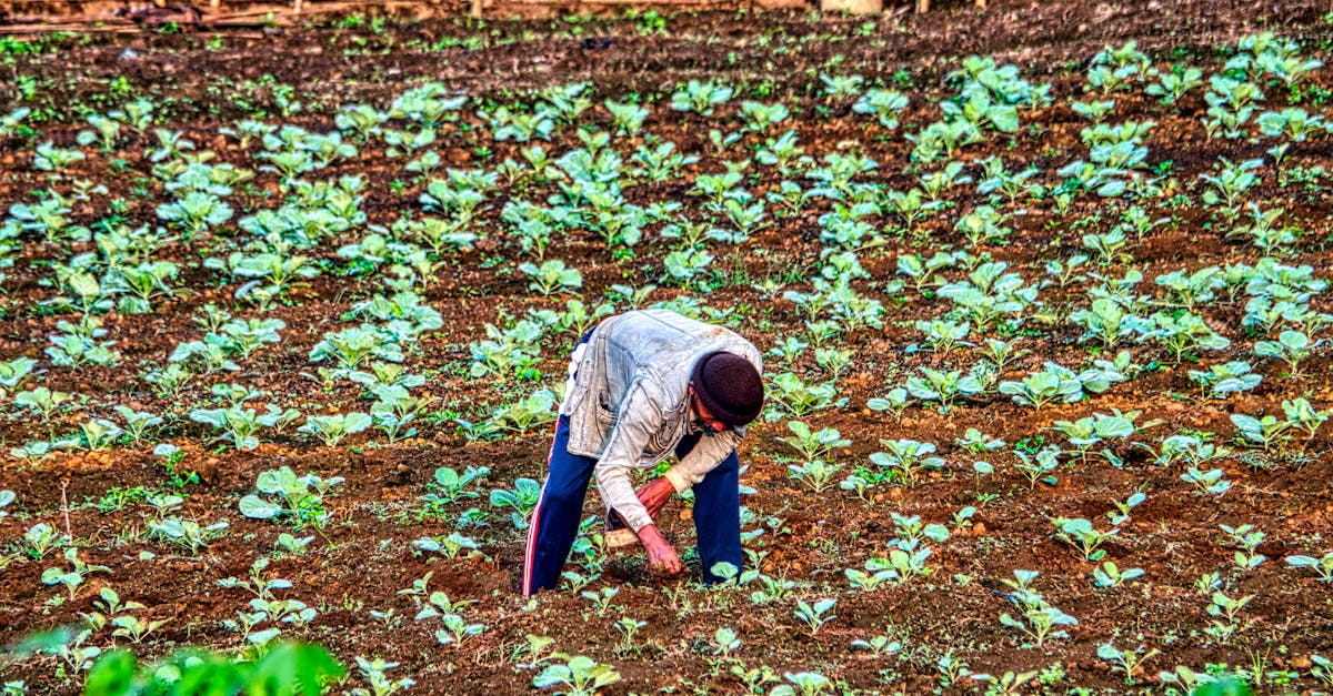 ¿Qué experiencias de agricultura regenerativa hay en zonas rurales de El Salvador? ¿Qué experiencias de agricultura regenerativa hay en zonas rurales de El Salvador?