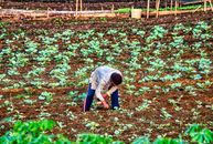 Man Applying Fertilizer On Plants