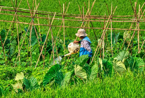 Fotos de stock gratuitas de agricultor, agricultura, campo