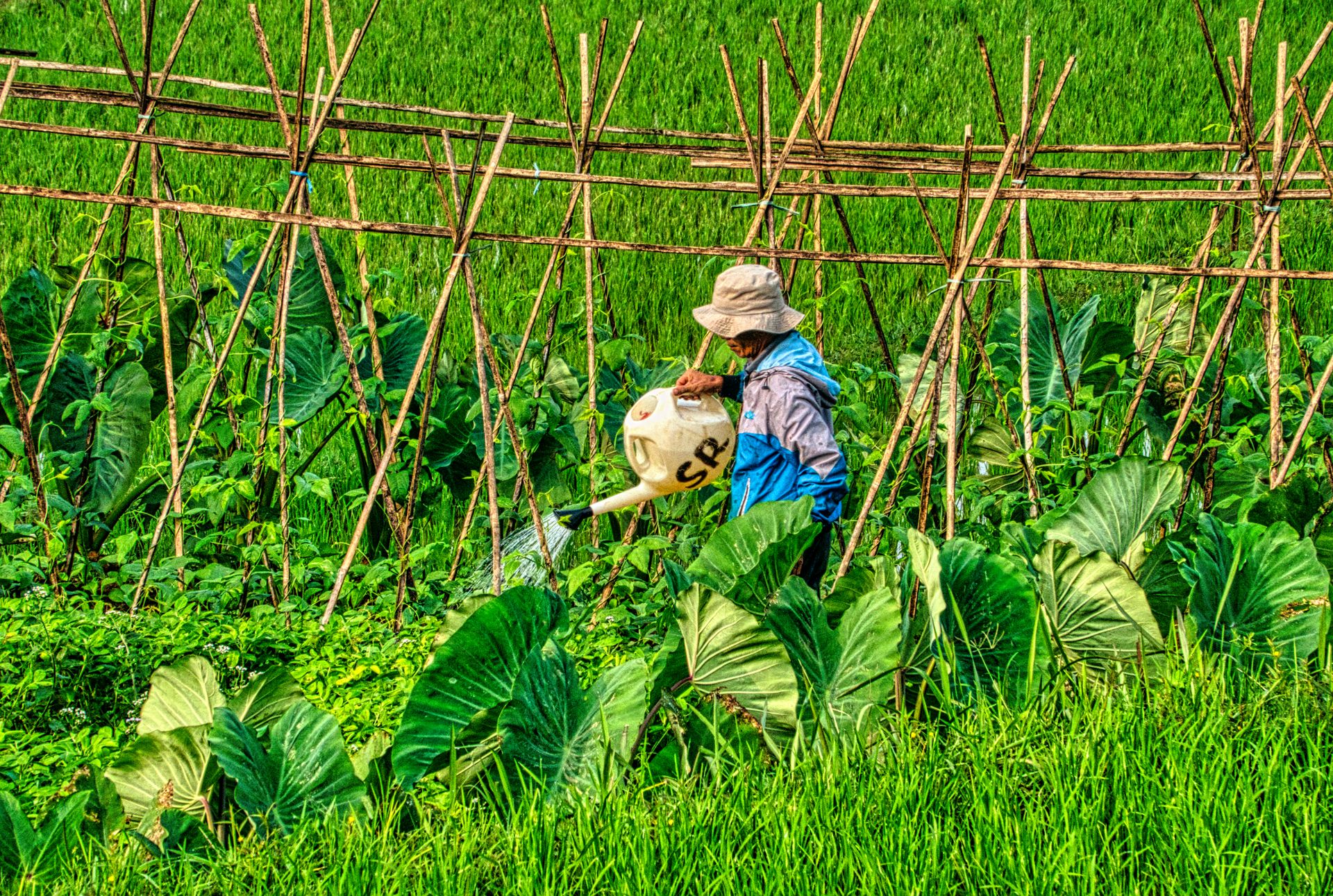 A farmer in a bucket hat waters crops in a lush, green field in West Java, Indonesia.