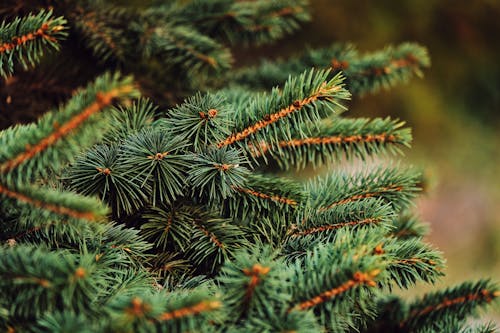 Free Green Pine Tree Leaves in Close Up Photography Stock Photo