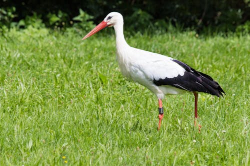 在绿色草地上行走的长喙白色和黑色鸟