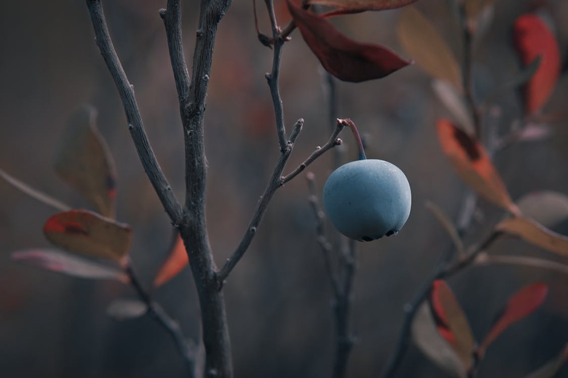 Close up of Fruit