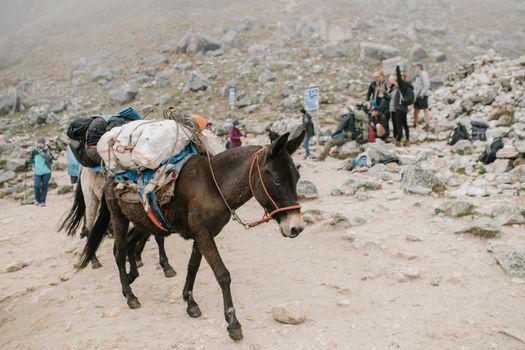 在秘鲁岩石般的风景中，驴子与徒步旅行者一同运送物资